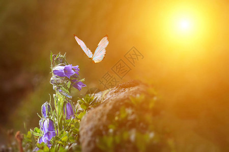 的蝴蝶在日落时在阳光下发光图片