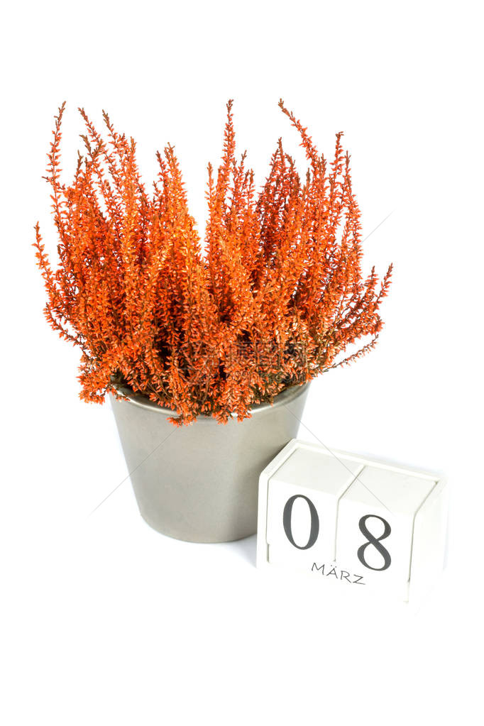 橙色Callunavulgaris花与白色背景上的立方体日历图片