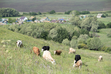一群牛在山脚下的绿色草地上吃草图片