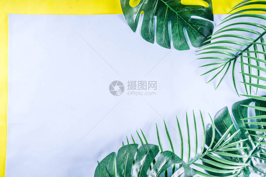 热带背景黄色蓝背景上的棕榈叶和龟背竹叶Flatlay图片