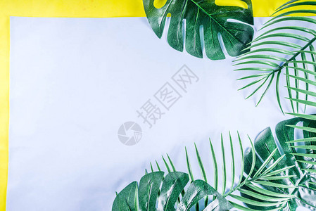 热带背景黄色蓝背景上的棕榈叶和龟背竹叶Flatlay图片