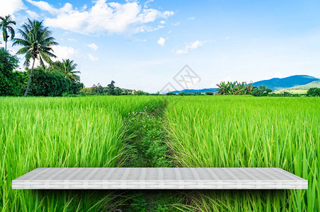 稻田自然背景上的空图片