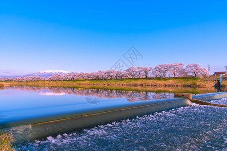 在日本宫城富豪城堡公园白河岸边观看Niragamizeki背景图片