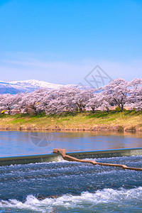 在日本宫城富豪城堡公园白河岸边观看Niragamizeki背景图片