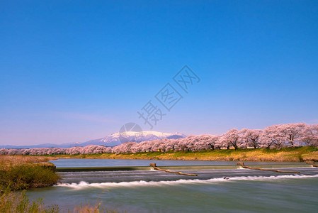 在日本宫城富豪城堡公园白河岸边观看Niragamizeki背景图片