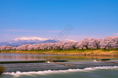 在日本宫城富豪城堡公园白河岸边观看Niragamizeki背景图片