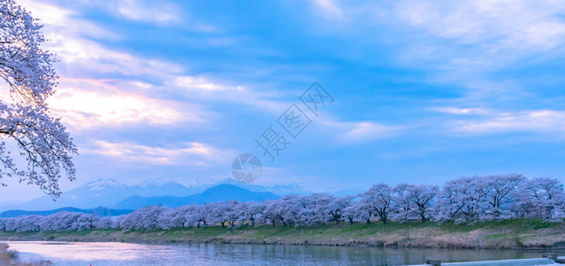 日本宫城仙台的富空卡鲁因公园ShiroishigawatsutsumiHitomeSenbonzakura日落时背景图片