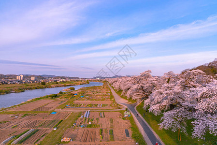 ShiroishigawatsutsumiHitomeSenbonzakura在阳光明媚的天气图片