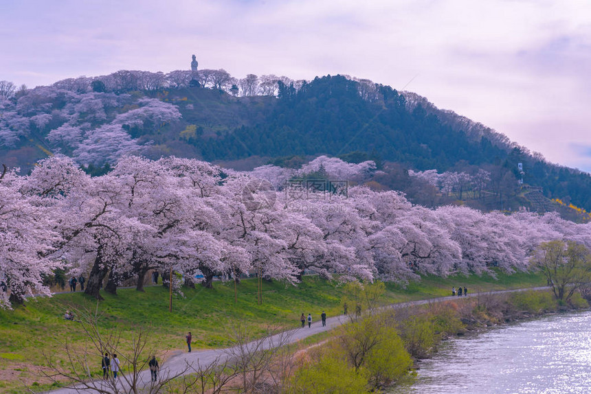 ShiroishigawatsutsumiHitomeSenbonzakura在阳光明媚的天气图片