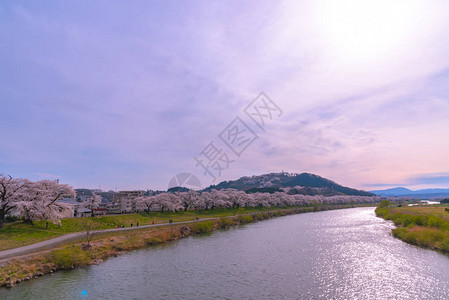 日本宫城仙台的富空卡城堡鲁因公园ShiroishigawatsutsumiHitomeSenbonzakura日落时背景图片