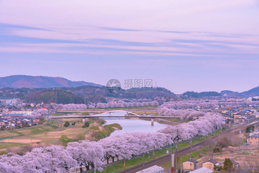 ShiroishigawatsutsumiHitomeSenbonzakura在阳光明媚的天气图片