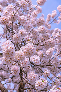 美丽的樱花沙库拉在春天的蓝图片
