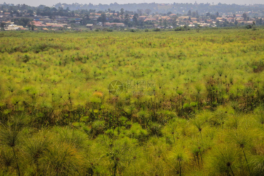 乌干达背景中有大量绿皮革草和村庄住图片