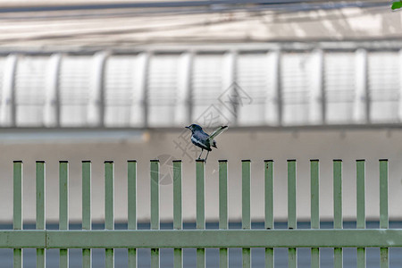翅膀上有白线的黑鸟挂在绿篱上图片