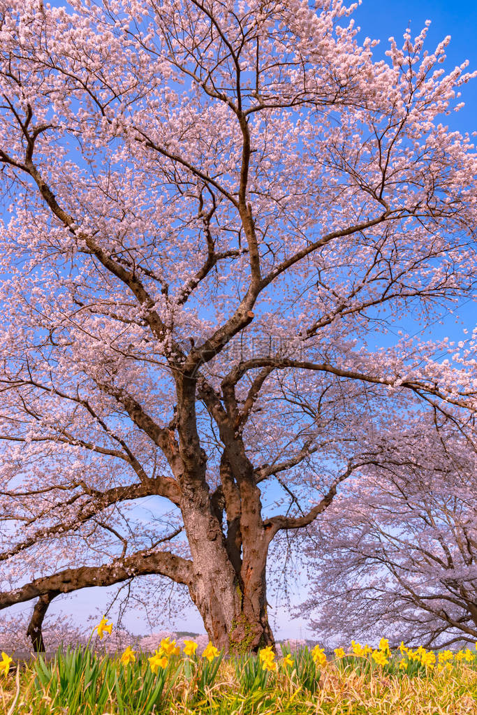 日本宫城县仙台富田城堡鲁因公园白井河岸一带樱桃花树背景的Narcissus田径ShiroishigawatsutsumiHito图片