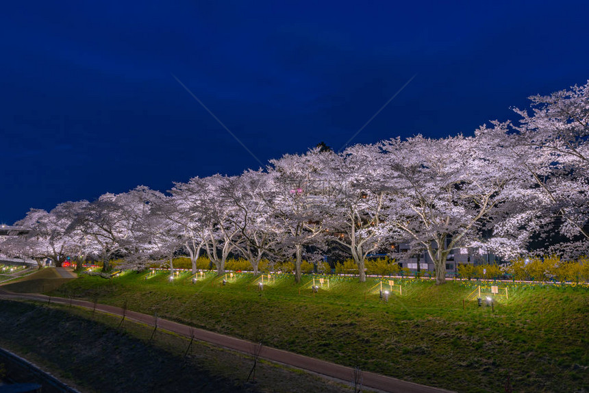 日本宫城县仙台市船冈城址公园白石川tsutsumiHitomeSenbonzakura夜间亮灯图片