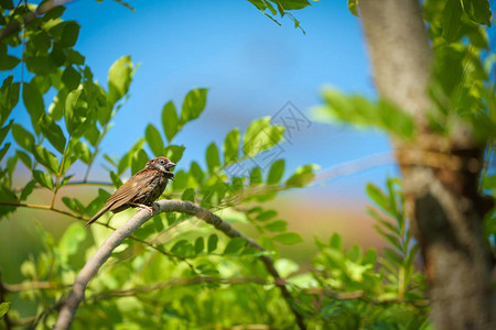 夏天湿润的麻雀温暖的天气与树枝相伴橙色图片