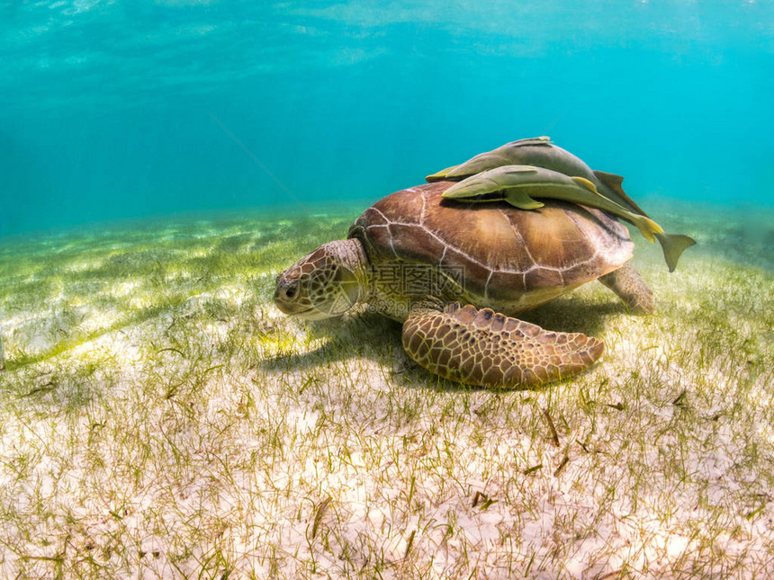 绿海龟吃草和贝壳上的雷莫拉鱼图片
