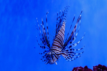 鱼狮子鱼斑马Pteroisv图片
