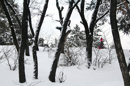 寒冷的夜晚满是雪的松树美丽的冬季森图片