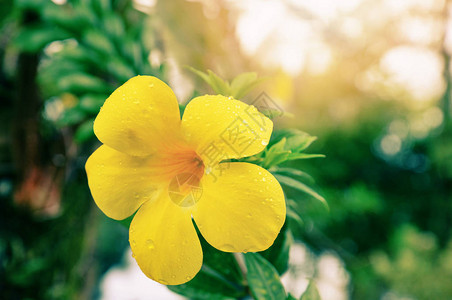 阿拉曼达花复古色黄花阿拉曼达在花园树上图片