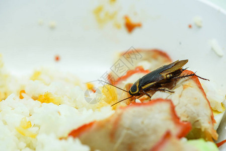 肮脏的食物蟑螂吃米饭的食物住在家里的厨房里蟑螂在碗污染细菌图片