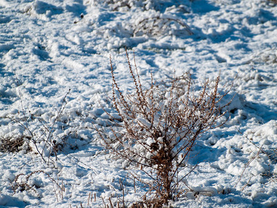 冬日被雪覆盖的植物枝条图片