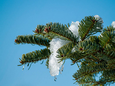冷杉树枝在冬日被雪覆盖图片