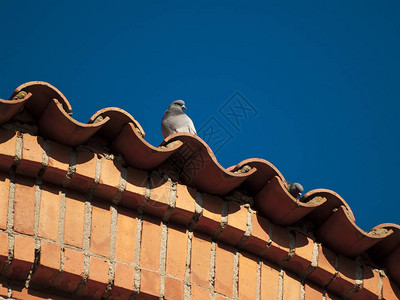 鸟在屋顶上捕鸟闭图片