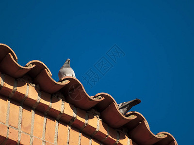 鸟在屋顶上捕鸟闭图片