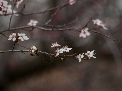 春天苹果树开花的特写图片
