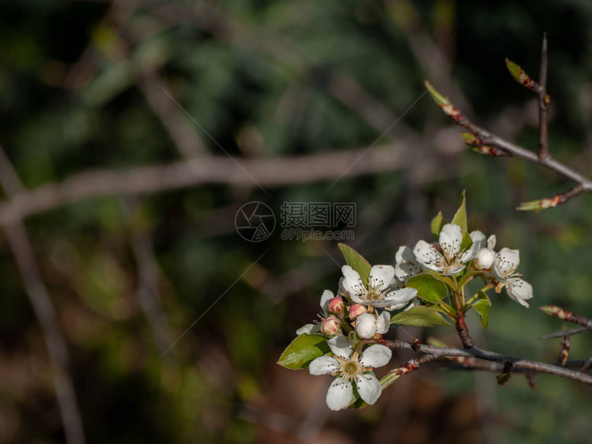 蜜蜂在春天开花时为樱花授粉图片