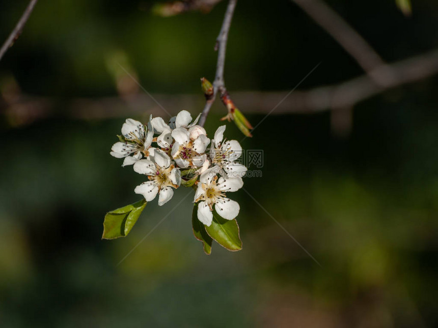 蜜蜂在春天开花时为樱花授粉图片