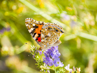 蝴蝶在春天给花授粉背景图片