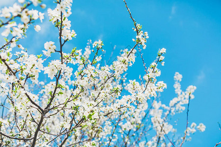 春天花园和蓝天中的白花开树图片