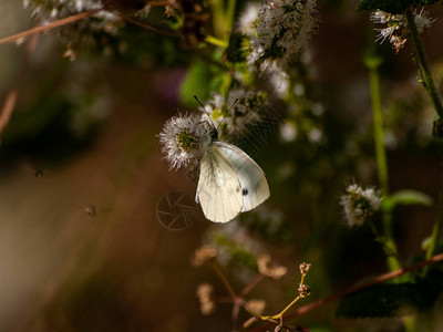 蝴蝶在春天给花授粉背景图片