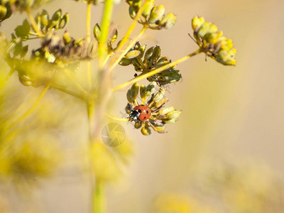 春天植物上的瓢虫图片