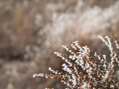 下雪天的冷冻植物图片