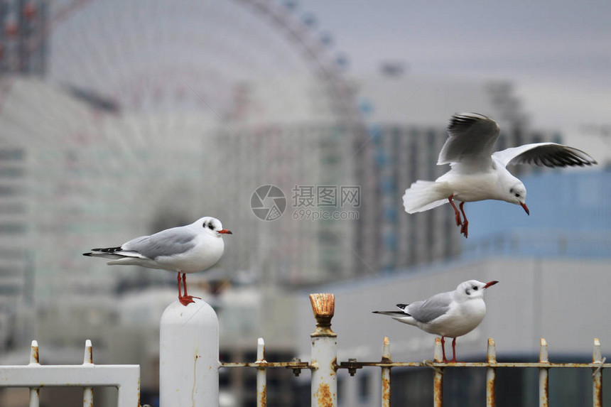 港口的海鸥图片