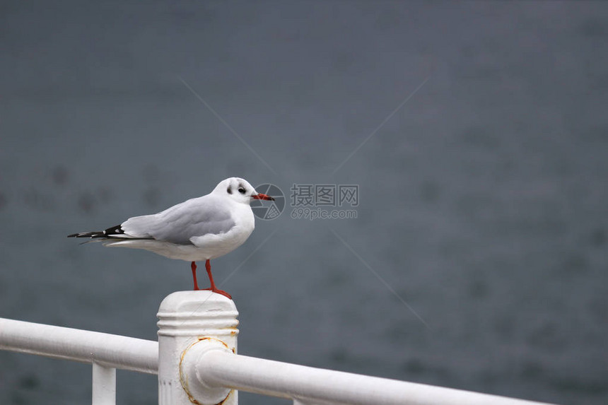 港口的海鸥图片