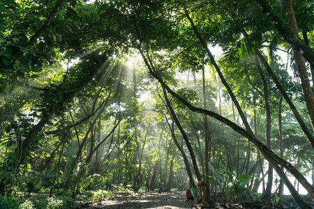 哥斯达黎加科瓦多公园通过丛林雨的高清图片