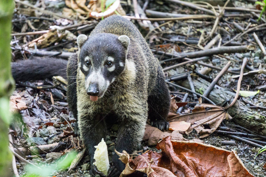 在哥斯达黎加科瓦多公园野生吃香蕉水果时图片