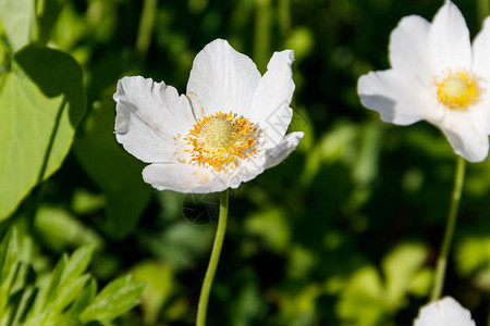 白木葵花Anemonenem图片