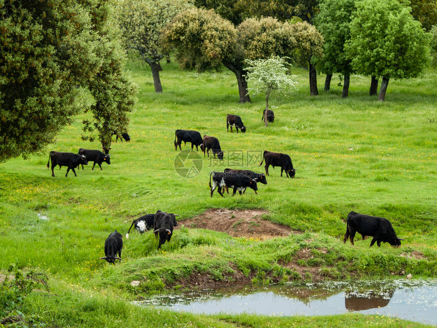 春天在乡下吃草的奶牛图片