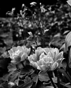 美丽的花朵黑白照片特写图片