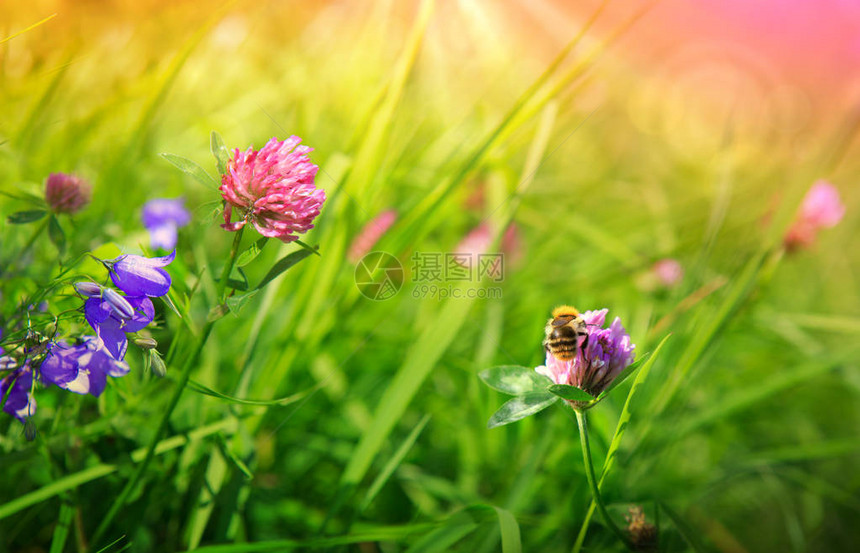 蜜蜂从粉红色的三叶草花中采集花蜜的特写镜头图片