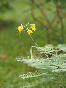 黄色花朵Delonix重燃图片