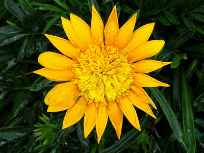 黄色雏菊鲜花开花自然花的花园图片