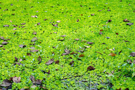 浮萍和水生植物覆盖池塘水池图片
