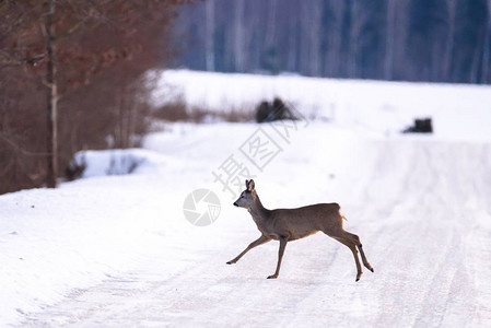 Roe鹿穿越冰冷滑的乡村道路图片